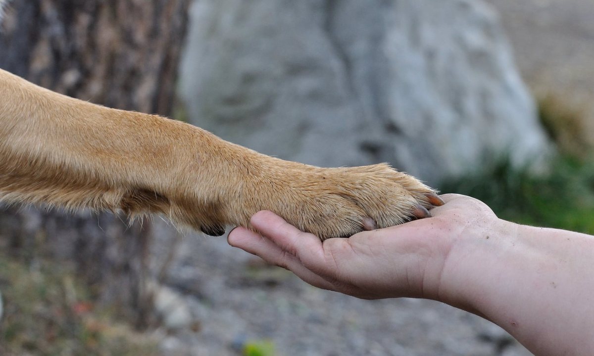 Hundepfote in einer Hand