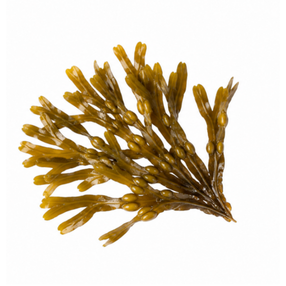 Braunalge