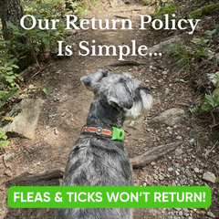 Fleas and ticks won't return – tick pendant on a dog's collar