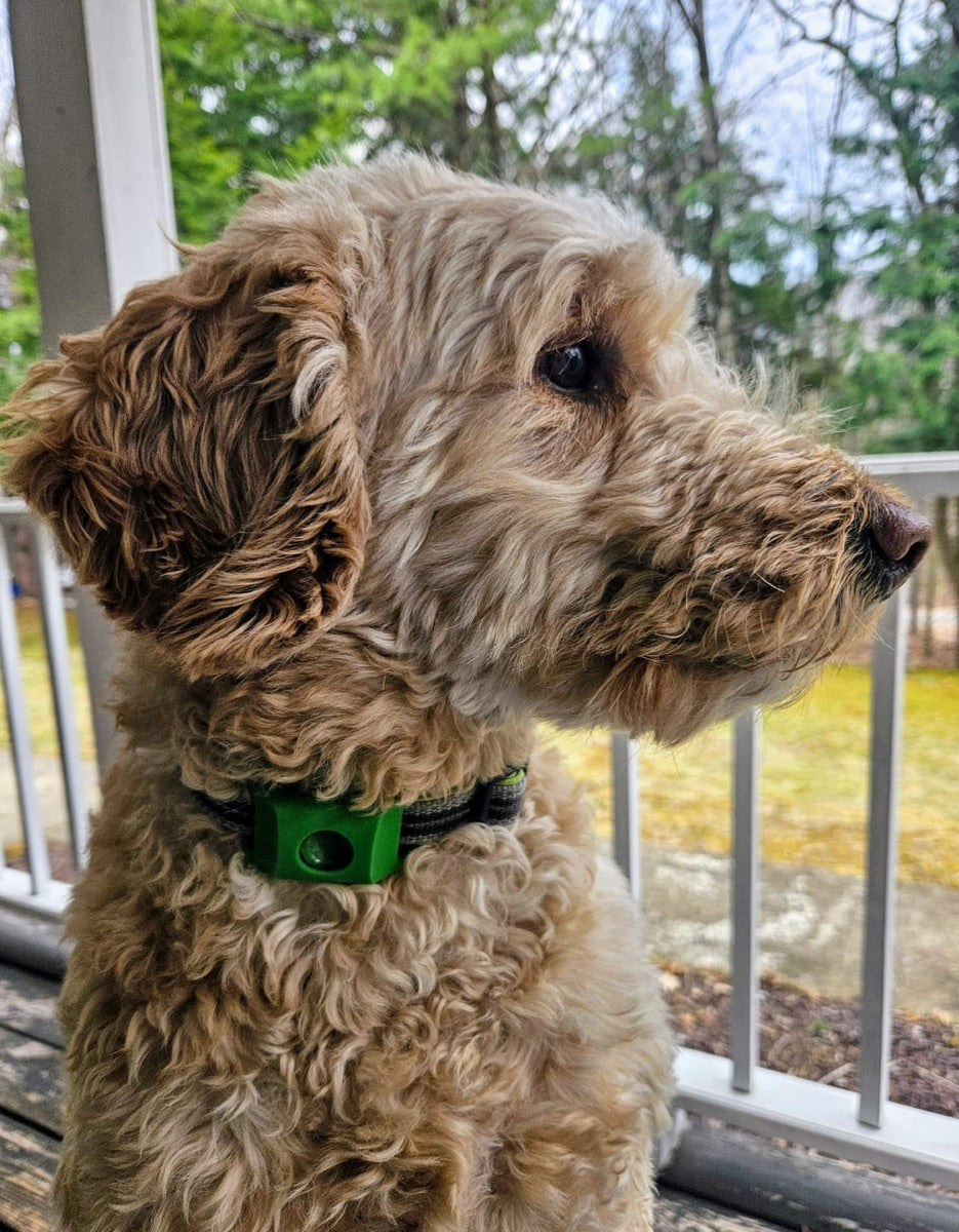 Dog wearing a green pendant on its collar