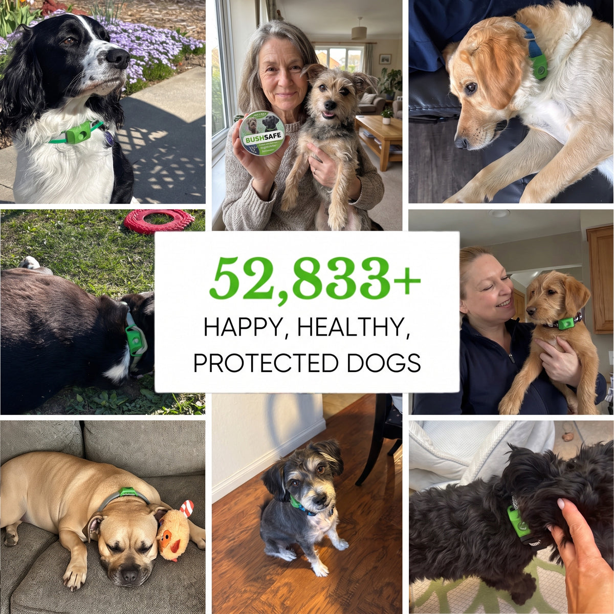 Happy, healthy, protected dogs wearing the tick pendant