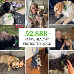 Happy, healthy, protected dogs wearing the tick pendant