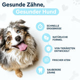 Gesunde Zähne, gesunder Hund