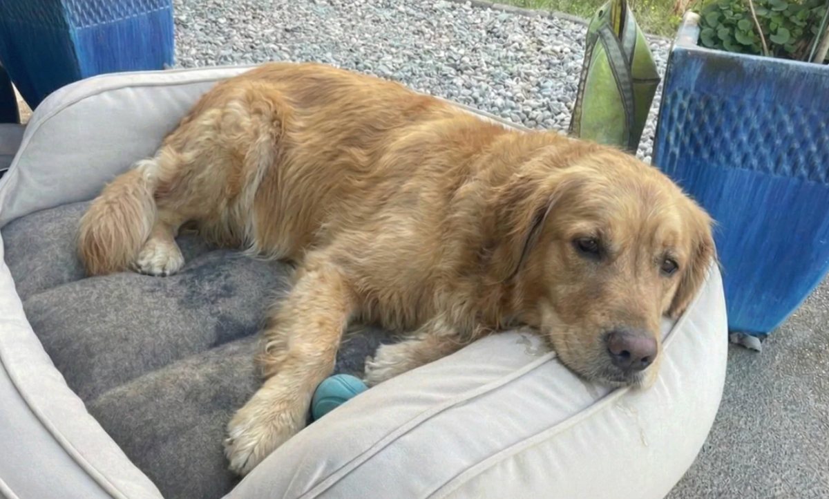 Hund liegt matt im Hundebett